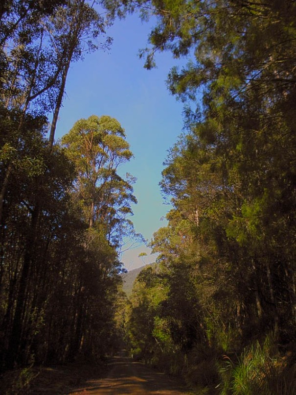 Photo: Arthur orchard – tree-lined road through Tasman National Park – Waterfall Bay Rd.